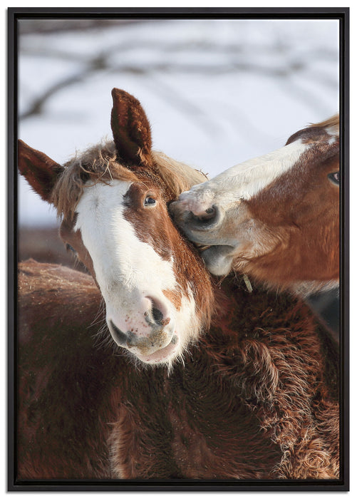 schmusende Pferde auf Leinwandbild gerahmt Größe 100x70