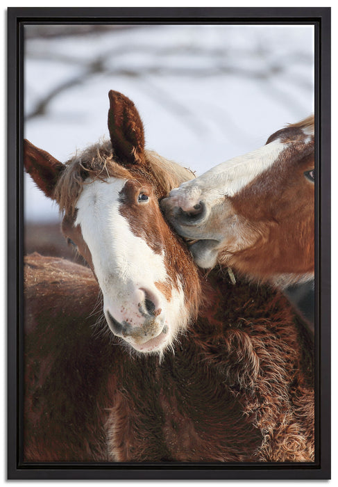 schmusende Pferde auf Leinwandbild gerahmt Größe 60x40