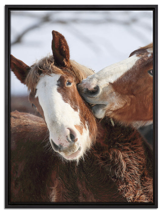 schmusende Pferde auf Leinwandbild gerahmt Größe 80x60