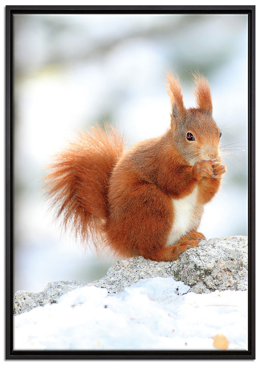 Eichhörnchen im Schnee auf Leinwandbild gerahmt Größe 100x70