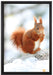 Eichhörnchen im Schnee auf Leinwandbild gerahmt Größe 60x40