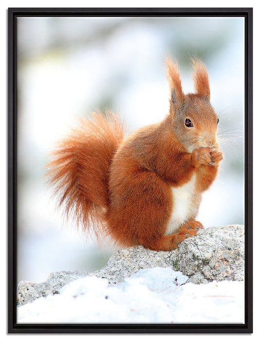 Eichhörnchen im Schnee auf Leinwandbild gerahmt Größe 80x60