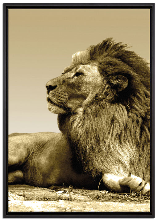 liegender Löwe auf Leinwandbild gerahmt Größe 100x70