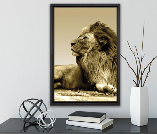 liegender Löwe auf Leinwandbild gerahmt mit Kirschblüten