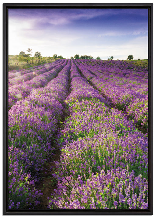 Lavendelfeld Provence auf Leinwandbild gerahmt Größe 100x70