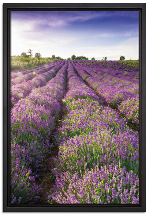 Lavendelfeld Provence auf Leinwandbild gerahmt Größe 60x40
