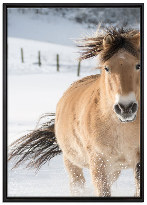 Pferd im Schnee auf Leinwandbild gerahmt Größe 100x70