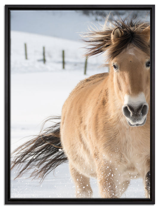 Pferd im Schnee auf Leinwandbild gerahmt Größe 80x60