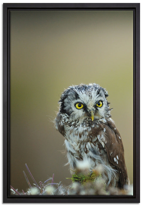 Kauz bestaunt Blatt auf Leinwandbild gerahmt Größe 60x40