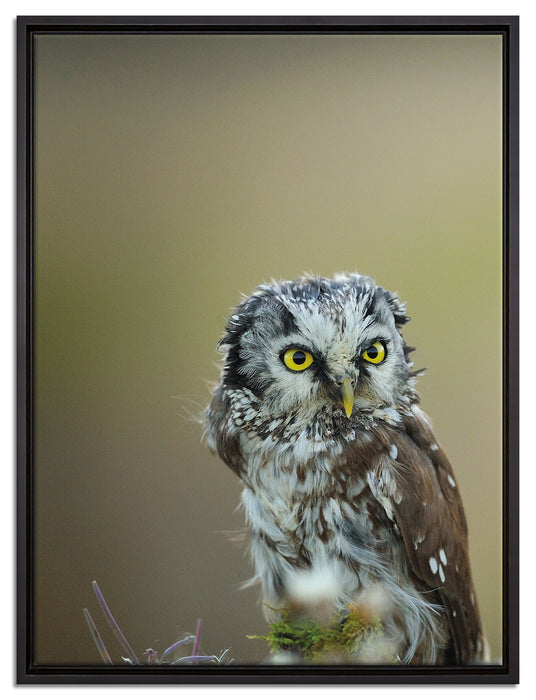 Kauz bestaunt Blatt auf Leinwandbild gerahmt Größe 80x60