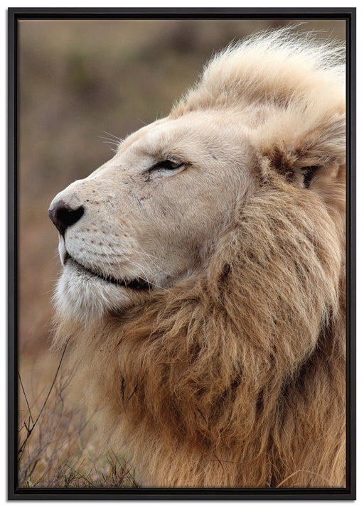 Löwe Löwenmähne auf Leinwandbild gerahmt Größe 100x70