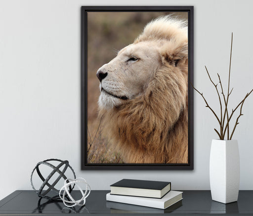 Löwe Löwenmähne auf Leinwandbild gerahmt mit Kirschblüten