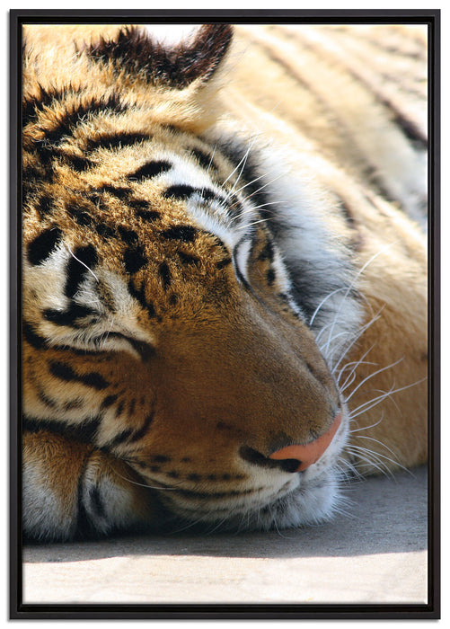 Tiger schläft auf Leinwandbild gerahmt Größe 100x70