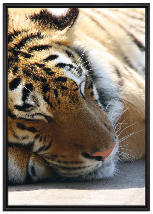 Tiger schläft auf Leinwandbild gerahmt Größe 100x70