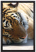 Tiger schläft auf Leinwandbild gerahmt Größe 60x40