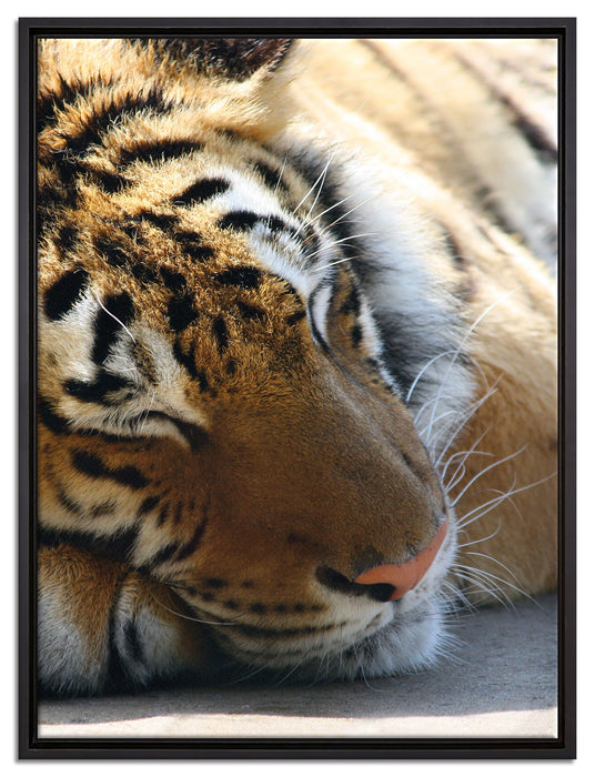 Tiger schläft auf Leinwandbild gerahmt Größe 80x60