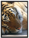 Tiger schläft auf Leinwandbild gerahmt Größe 80x60