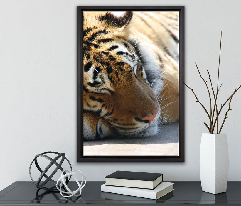 Tiger schläft auf Leinwandbild gerahmt mit Kirschblüten