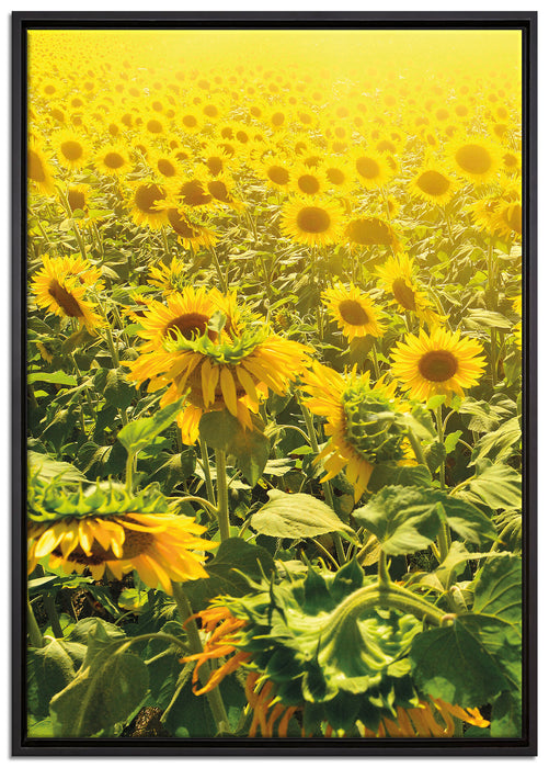 Sonnenblumenfeld auf Leinwandbild gerahmt Größe 100x70