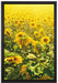 Sonnenblumenfeld auf Leinwandbild gerahmt Größe 60x40