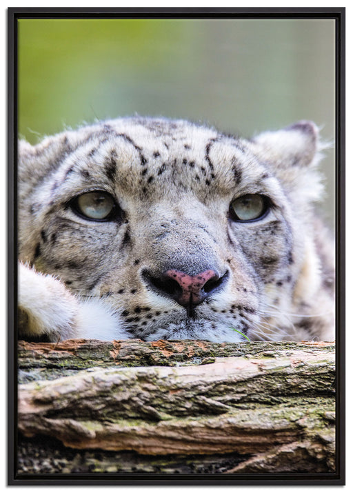 Schneeloepard auf Leinwandbild gerahmt Größe 100x70