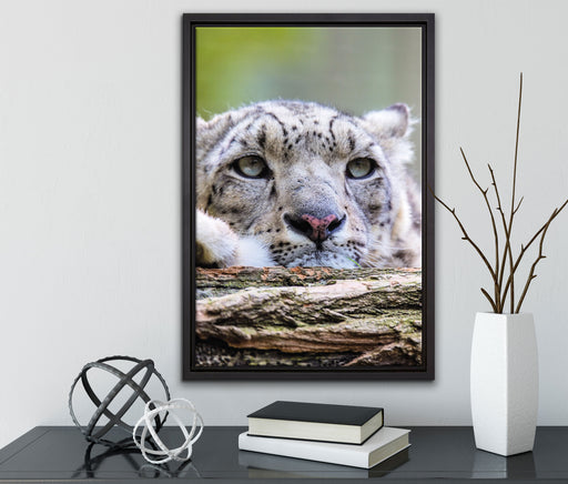 Schneeloepard auf Leinwandbild gerahmt mit Kirschblüten