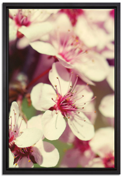 Kirschblüten auf Leinwandbild gerahmt Größe 60x40