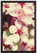 Kirschblüten auf Leinwandbild gerahmt Größe 60x40