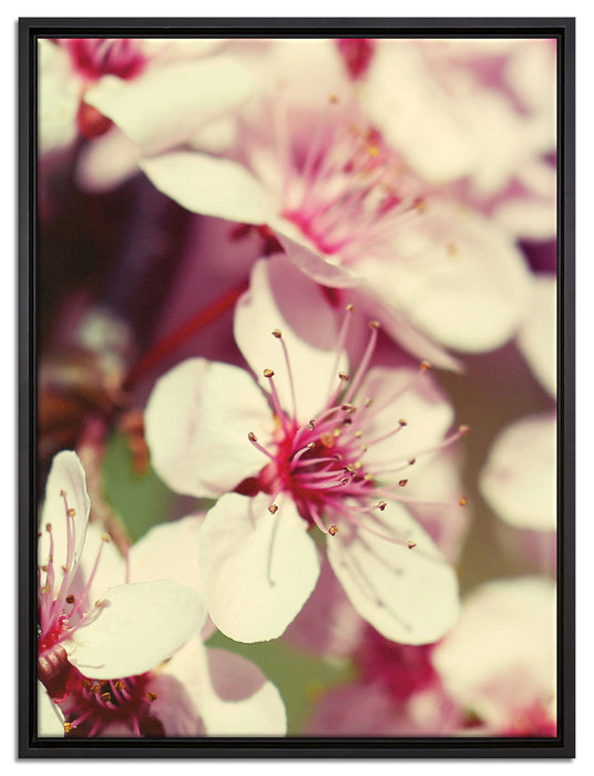Kirschblüten auf Leinwandbild gerahmt Größe 80x60