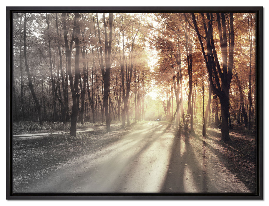 Allee im Herbstlicht auf Leinwandbild gerahmt Größe 80x60