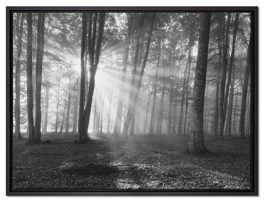 Wald mit Sonnenstrahlen auf Leinwandbild gerahmt Größe 80x60