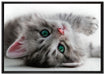 Süßes Katzenbaby auf Leinwandbild gerahmt Größe 100x70