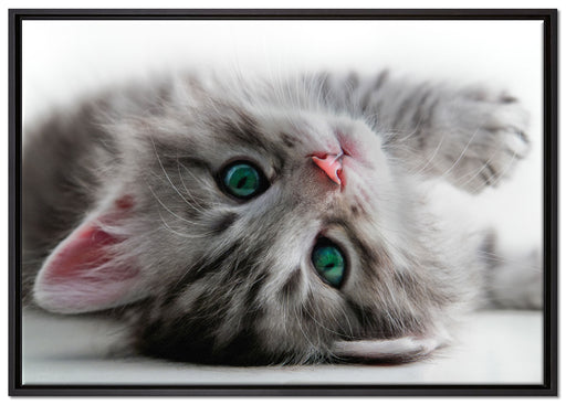Süßes Katzenbaby auf Leinwandbild gerahmt Größe 100x70