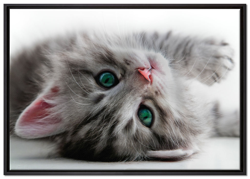 Süßes Katzenbaby auf Leinwandbild gerahmt Größe 100x70