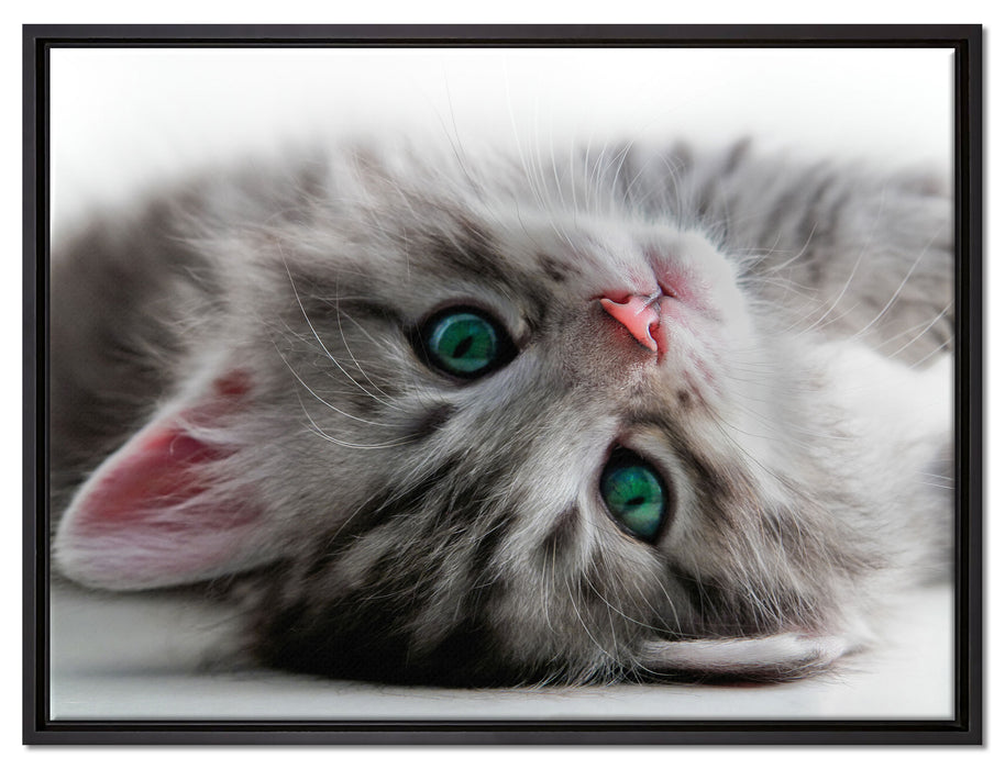 Süßes Katzenbaby auf Leinwandbild gerahmt Größe 80x60