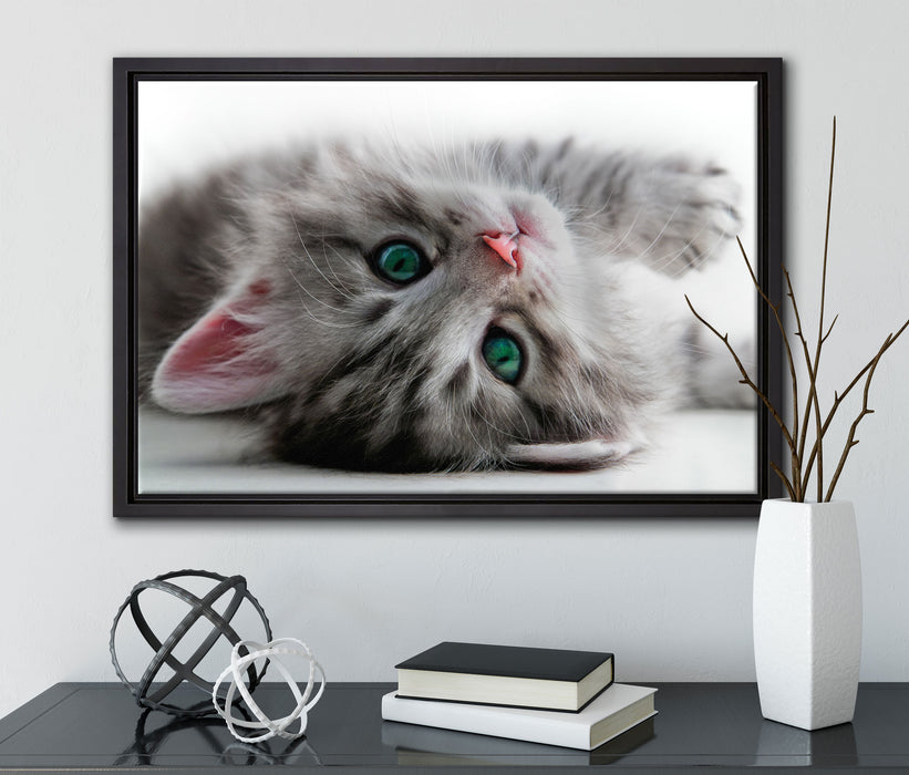 Süßes Katzenbaby auf Leinwandbild gerahmt mit Kirschblüten