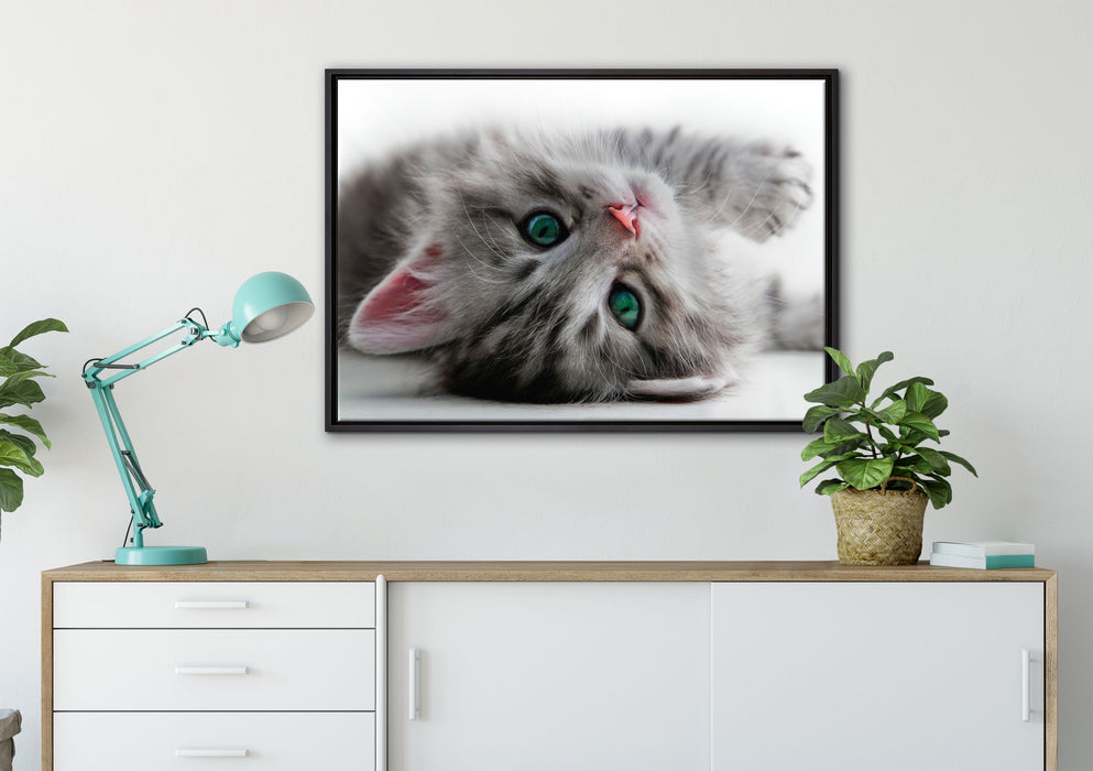 Süßes Katzenbaby auf Leinwandbild gerahmt verschiedene Größen im Wohnzimmer