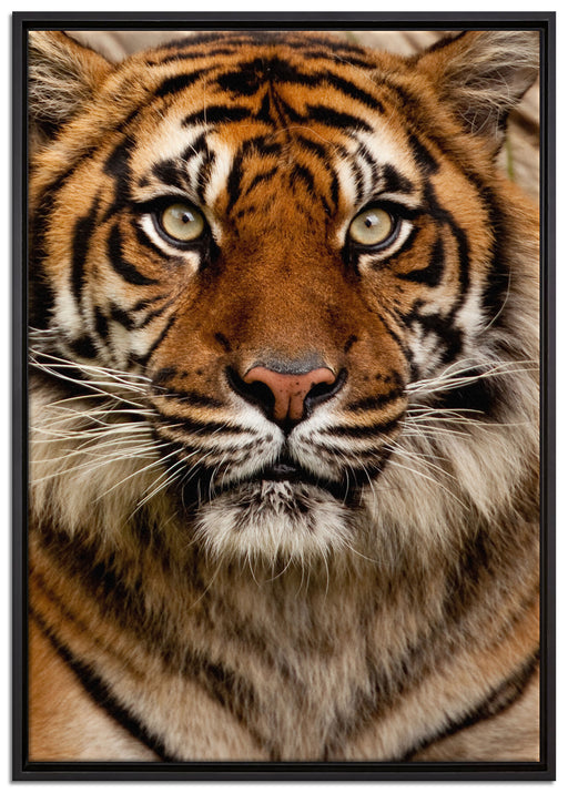 Aufmerksamer Tiger auf Leinwandbild gerahmt Größe 100x70