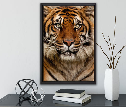 Aufmerksamer Tiger auf Leinwandbild gerahmt mit Kirschblüten