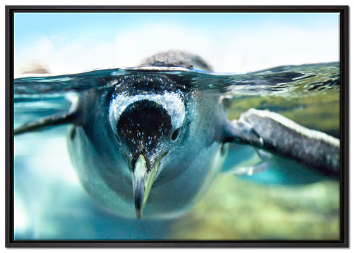 Pinguin im Wasser auf Leinwandbild gerahmt Größe 100x70