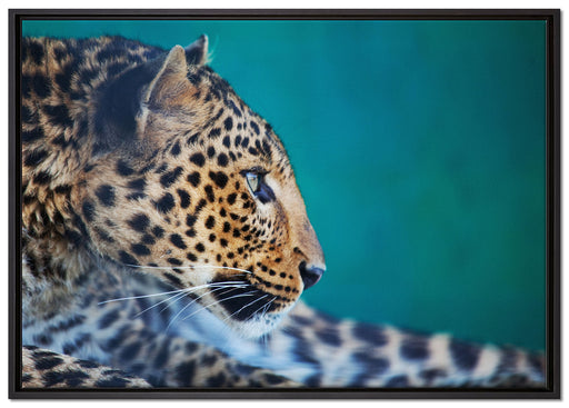 Wachsamer Gepard auf Leinwandbild gerahmt Größe 100x70