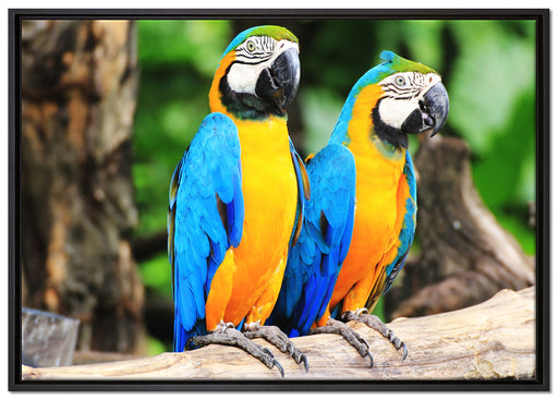 Zwei Papageien auf Leinwandbild gerahmt Größe 100x70