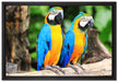 Zwei Papageien auf Leinwandbild gerahmt Größe 60x40