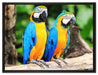 Zwei Papageien auf Leinwandbild gerahmt Größe 80x60