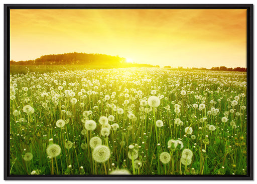 Pusteblumen Sonnenuntergang auf Leinwandbild gerahmt Größe 100x70