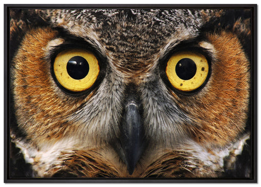 Aufgeweckter Uhu auf Leinwandbild gerahmt Größe 100x70