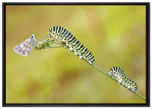 Schwalbenschwanzraupen und Falter auf Leinwandbild gerahmt Größe 100x70