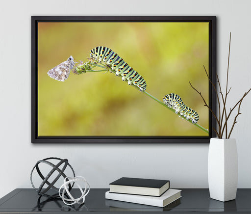Schwalbenschwanzraupen und Falter auf Leinwandbild gerahmt mit Kirschblüten