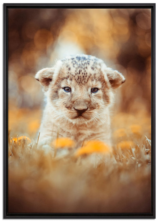 Niedliches Löwenbaby auf Leinwandbild gerahmt Größe 100x70