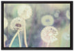 Romantische Pusteblumen auf Leinwandbild gerahmt Größe 60x40